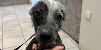 Mexican Hairless Dog