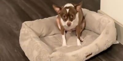 dog basket