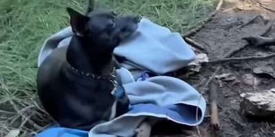 Chien perdu