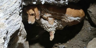 Cagnolina intrappolata nel cemento