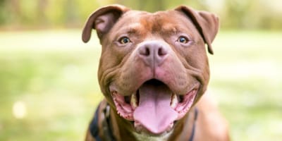 chien Pitbull