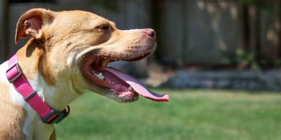 chien Pitbull