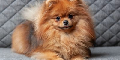 Chien Poméranien