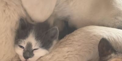 perro de montaña de los Pirineos