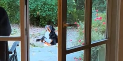 Dog looking at the sky