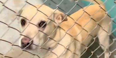 shelter dog