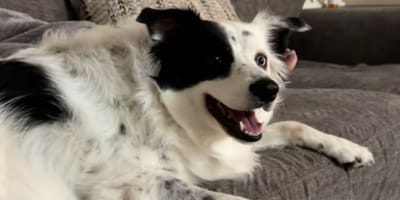 Dog watches Stranger Things