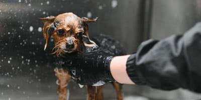 Chien salon de toilettage