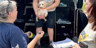 Geretteter Hund