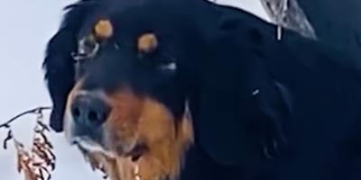 chien sauvetage neige