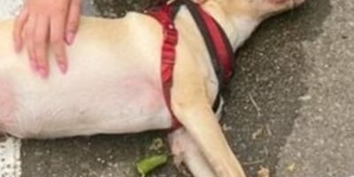 Chien haletant au sol