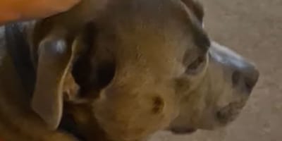 Chien Staffie Drôle