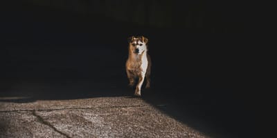 A dog standing in the middle of a road