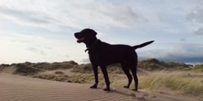 chien survivant île