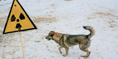 Chernobyl dog