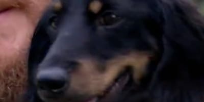 Chien Teckel