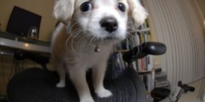 journée chien travail