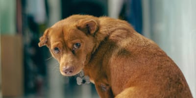 chien triste