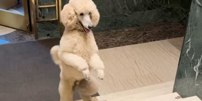 chien USA Caniche Royal