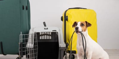 Chien valises