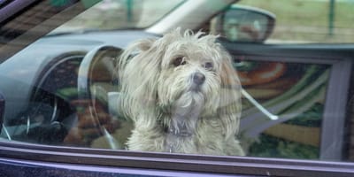 Chien voiture