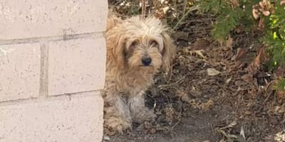 Achtergelaten hond