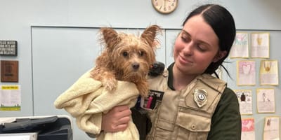 Chienne abandonnée dans une boîte aux lettres
