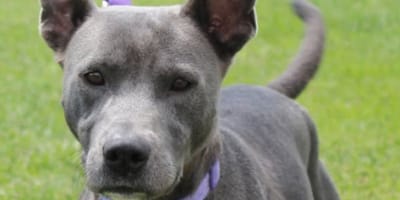 Cagnolina randagia
