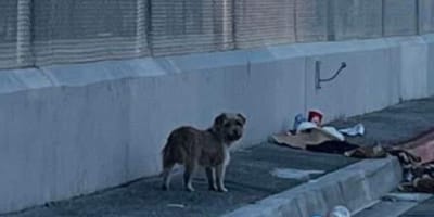 Cagnolina randagia a Los Angeles