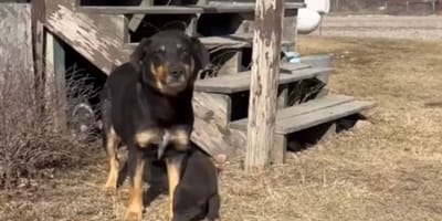 Mother dog and puppy