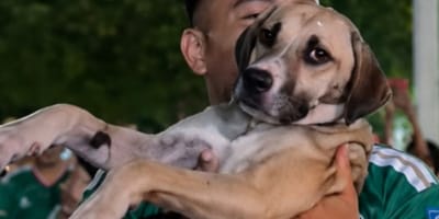 Cagnolina La Gorda