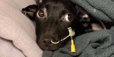 Chienne malade