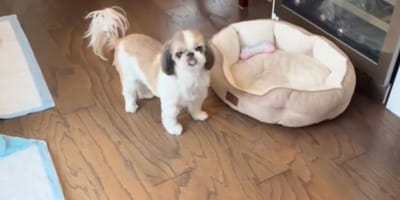 Cagnolina Shih Tzu