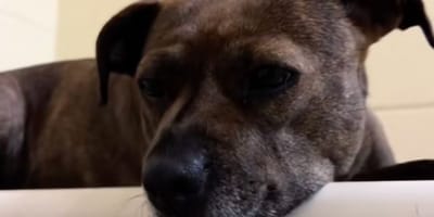 chienne triste