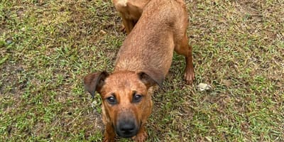 Cagnoline abbandonate