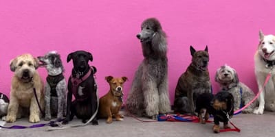 Chiens
