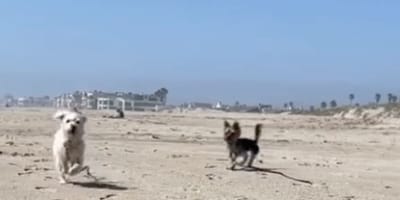 Chiens à la plage