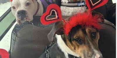 Chiens à la St-Valentin