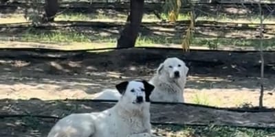 Achtergelaten honden