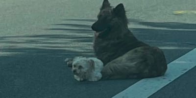 Two dogs lying in the middle of the road