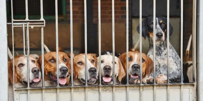 Chiens dans des chenils
