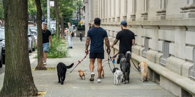 Hunde in New York