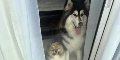Chiens devant la porte