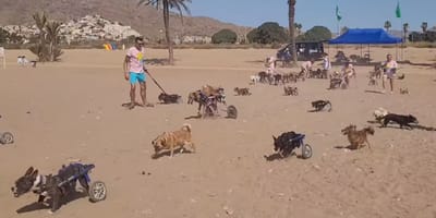 Hunde im Rollstuhl am Strand