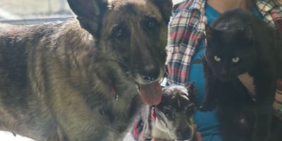 Hunde und Katze