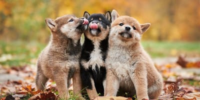 chiens japonais