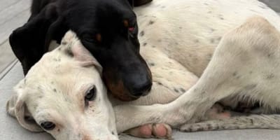 Chiens retrouvés par Inoxtag