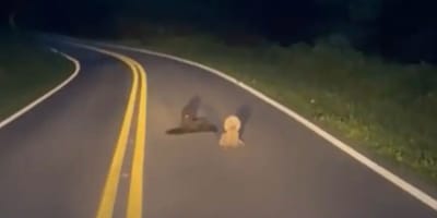 chiens route