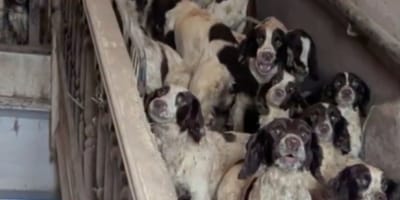Chiens Springels anglais