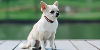 Chihuahua